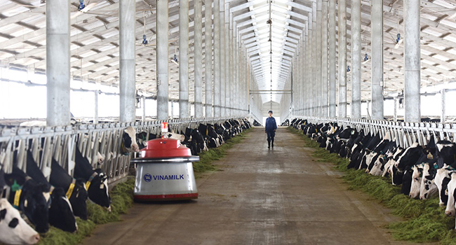 Vinamilk là công ty sữa đầu tiên của Việt Nam nhập bò A2 thuần chủng từ New Zealand