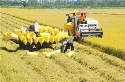 Việt Nam đề xuất 5 giải pháp ứng phó khủng hoảng lương thực toàn cầu