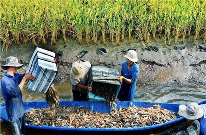 World Bank: 5 ưu tiên giúp Việt Nam ‘sống tốt’ giữa biến đổi khí hậu