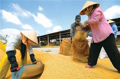 ‘Đẩy mạnh xuất khẩu gạo không ảnh hưởng đến an ninh lương thực’