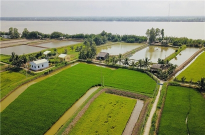 Nông nghiệp 'thuận thiên' ở đồng bằng sông Cửu Long