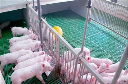 Chuyện cách mạng 4.0 trong chăn nuôi lợn của 'ông vua' trang trại Thái Dương