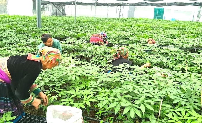 Việt Nam đặt mục tiêu trở thành nước sản xuất sâm lớn trên thế giới