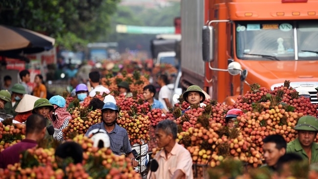 Thủ phủ vải thiều Bắc Giang: Xuất hiện tình trạng gian lận mã số vùng trồng