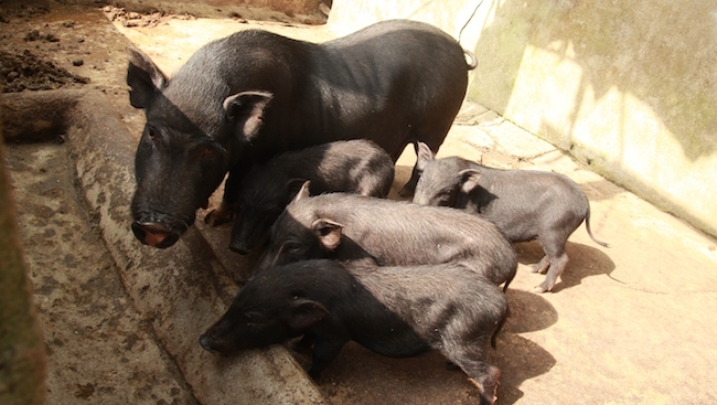 Giải bài toán kinh doanh thịt lợn thương hiệu Việt