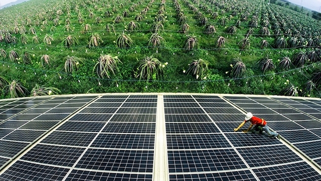 Thí điểm mô hình điện mặt trời kết hợp nông nghiệp