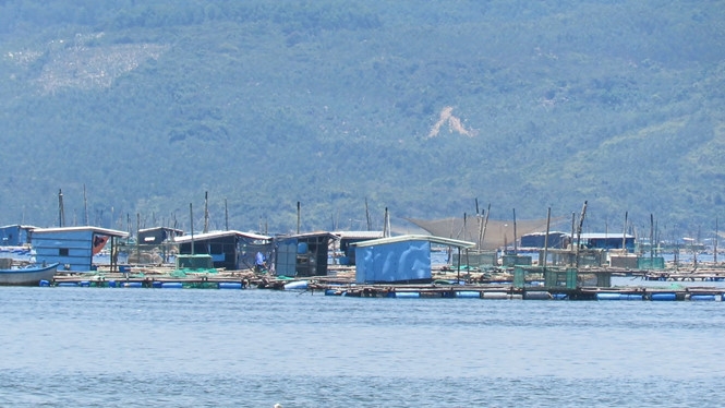 Phú Yên muốn đột phá phát triển ngành tôm