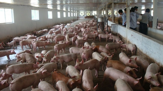 Giá thịt lợn tăng lên 200.000 đồng/kg do có biểu hiện găm hàng, thổi giá