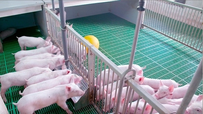 Tập trung tăng đàn lợn tại các cơ sở quản trị tốt để phục vụ Tết