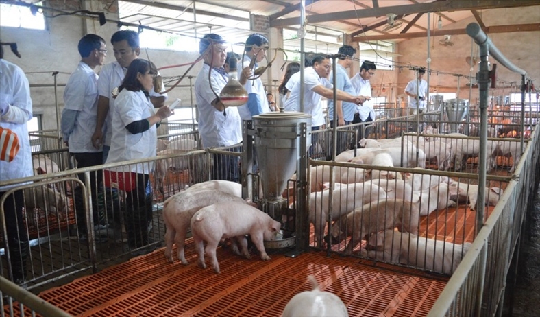 Đề xuất hỗ trợ 80% giá thị trường cho người dân phải tiêu hủy lợn dịch