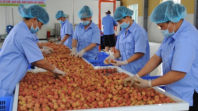 Cơ giới hóa và chế biến nông sản Việt cần 'cú đấm thép' về chính sách