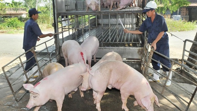 Dừng nhập khẩu lợn sống từ Thái Lan