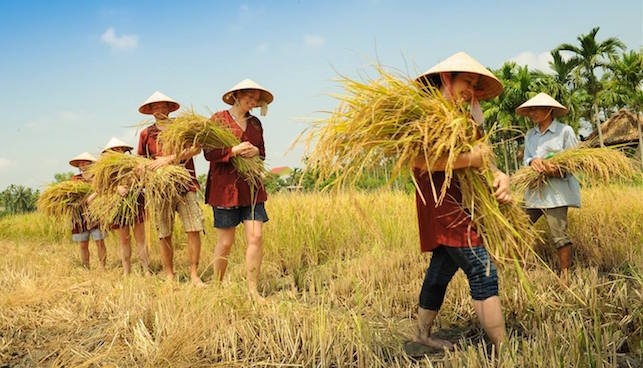 Khách Tây thích cưỡi trâu, cấy lúa và sức hút của du lịch nông nghiệp