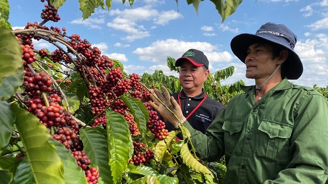Mô hình cà phê tuần hoàn và bí quyết bền vững của Nestlé Việt Nam