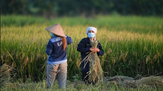 Bán tín chỉ carbon thu lợi hàng triệu USD từ trồng lúa bền vững