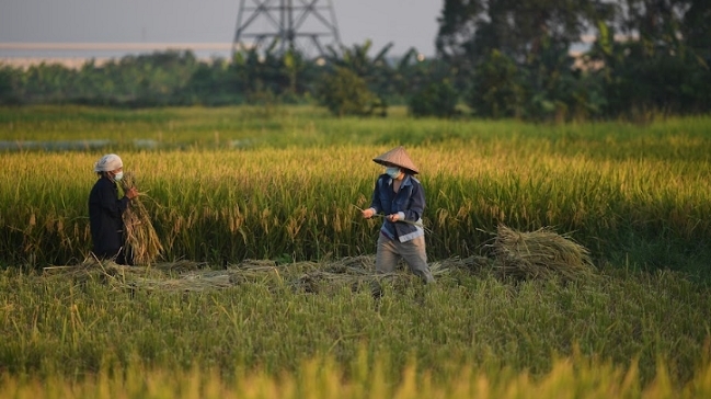 Xây dựng thương hiệu gạo Việt Nam phát thải carbon thấp