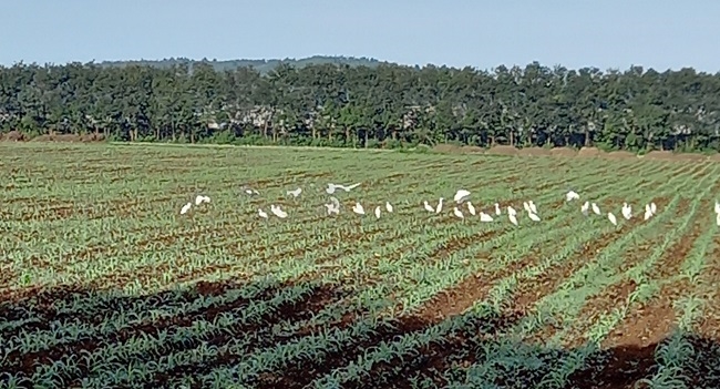Những cánh đồng sạch không hóa chất gọi đàn chim trở về