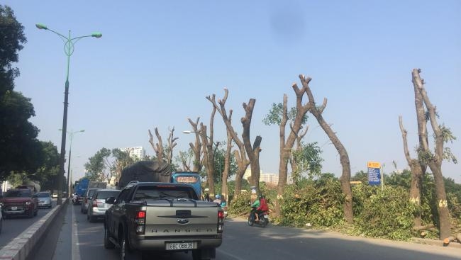 Cận cảnh những cây xanh đầu tiên bị chặt hạ trên đường Phạm Văn Đồng