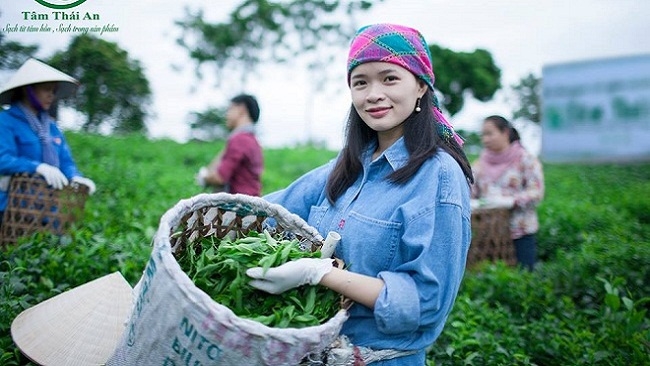 Startup Bích Ngọc và mục tiêu đưa chè sinh thái Việt Nam ra thế giới