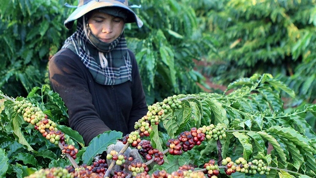 Ngóng EVFTA, cà phê Việt Nam đặt mục tiêu tham vọng xuất khẩu 6 tỷ USD