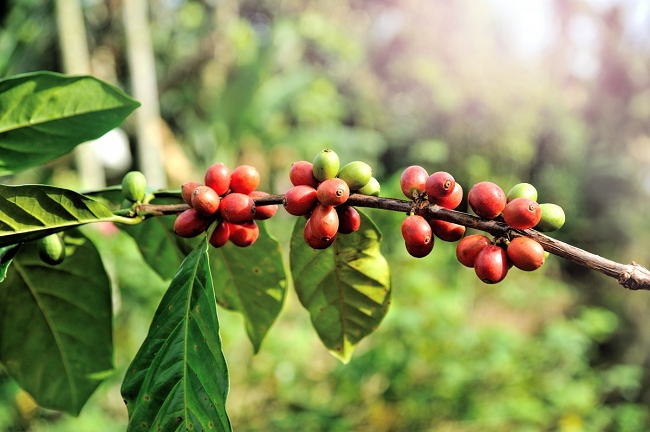 Hành trình tìm lại vị thế của cà phê robusta Việt