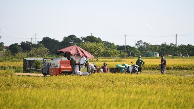 Tìm cách giúp nông nghiệp Việt tiếp tục là trụ đỡ kinh tế