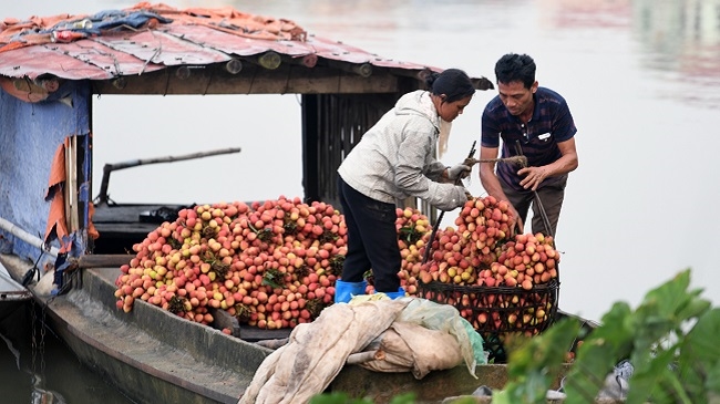 Thủ phủ vải thiều Bắc Giang: Xuất hiện tình trạng gian lận mã số vùng trồng