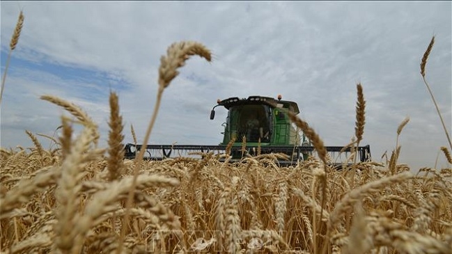 Chiến sự ở Ukraine phơi bày những lỗ hổng về nghiên cứu lương thực toàn cầu