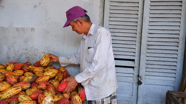 Hành trình đưa hạt cacao Việt Nam ra thế giới 1