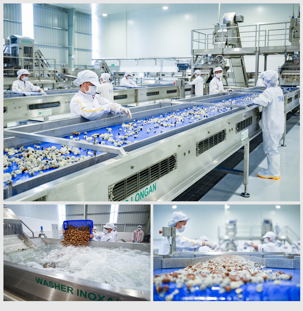 Nhà máy chế biến hoa quả và dược liệu Vân Hồ: Điểm tựa mới cho người nông dân Sơn La 13