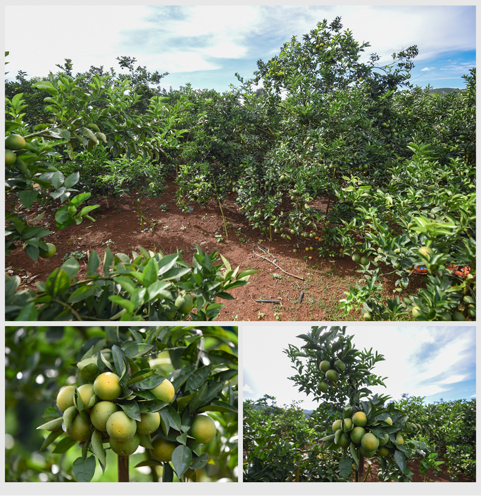 Nhà máy chế biến hoa quả và dược liệu Vân Hồ: Điểm tựa mới cho người nông dân Sơn La 5
