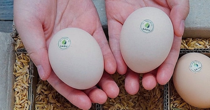 Startup Việt bán 2 triệu quả trứng gà cho giới thượng lưu 1