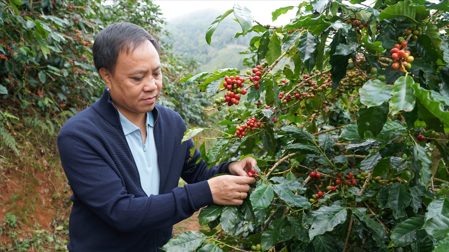 Doanh nghiệp lao đao vì giá cà phê tăng tốc