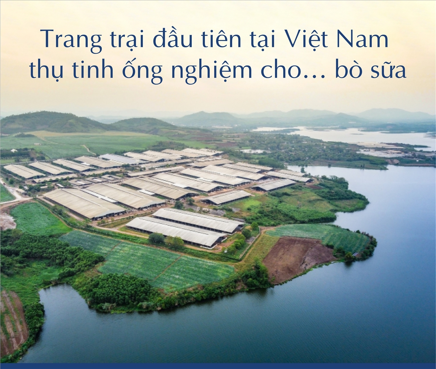 Trang trại đầu tiên tại Việt Nam thụ tinh ống nghiệm cho… bò sữa