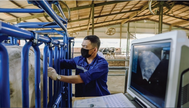 Trang trại đầu tiên tại Việt Nam thụ tinh ống nghiệm cho… bò sữa 1