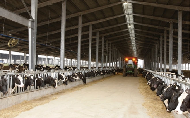 Trang trại đầu tiên tại Việt Nam thụ tinh ống nghiệm cho… bò sữa 7