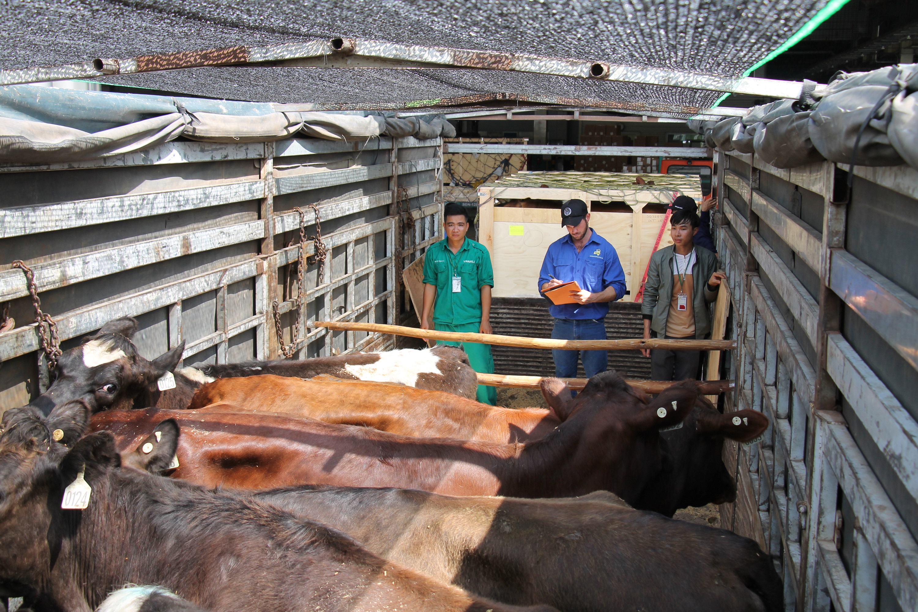 Vinamilk tiếp tục nhập hơn 200 cô bò hữu cơ về Việt Nam 3