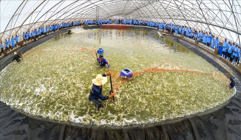 Thaco đầu tư vào Hùng Vương 35% để giải cứu cá và heo