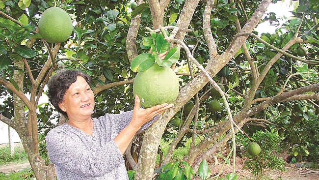 Dặm đường trường chinh xuất ngoại của trái cây Việt