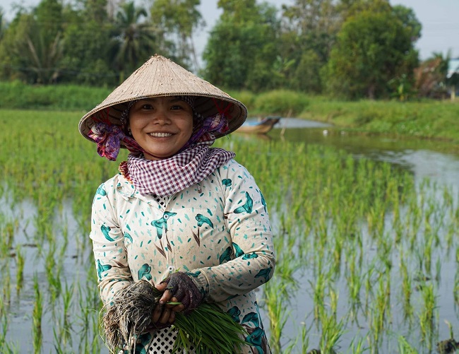 Làm gạo sạch, gạo ngon cho người tiêu dùng Việt