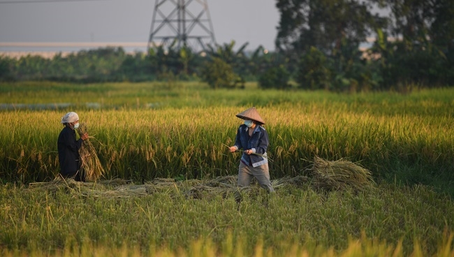 3/4 vốn cho đề án một triệu héc ta lúa ở ĐBSCL sẽ vay từ Ngân hàng Thế giới