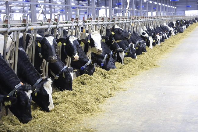 Nhà sáng lập Tập đoàn TH: Tự hào có đàn bò sữa cho sản lượng bình quân cao nhất nước Nga 1