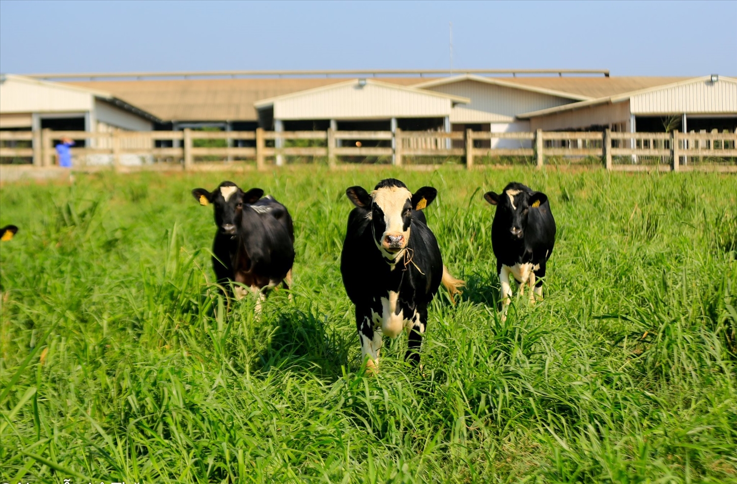 Trang trại bò sữa tốt nhất Việt Nam: Tiên phong mở lối cho ngành chăn nuôi công nghệ cao 2