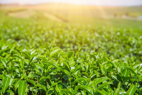 TH true TEA: Tinh túy trà tự nhiên từ quy trình sản xuất ưu việt
