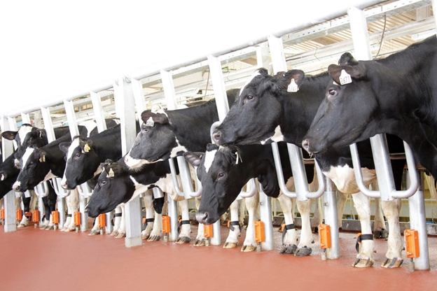 TH tiếp tục nhập khẩu đàn bò cho sản lượng và chất lượng sữa hàng đầu thế giới 2