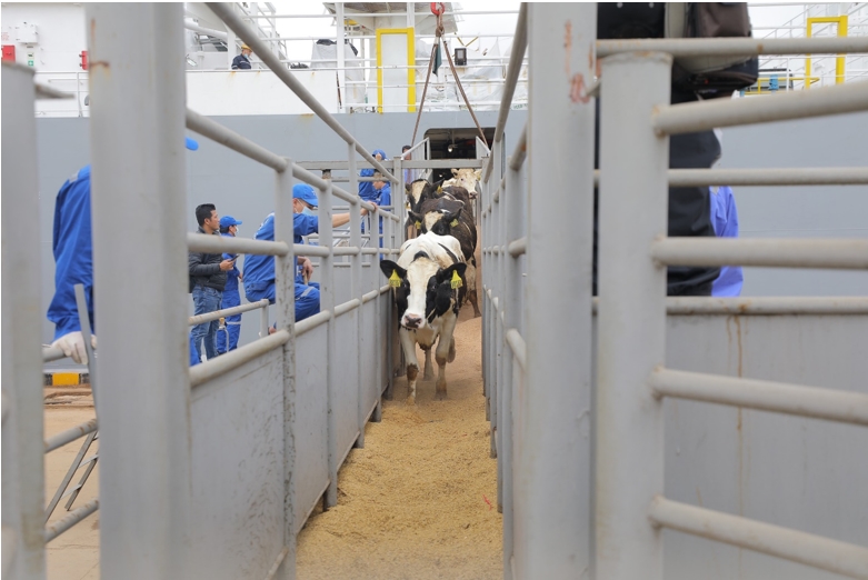 TH tiếp tục nhập khẩu đàn bò cho sản lượng và chất lượng sữa hàng đầu thế giới