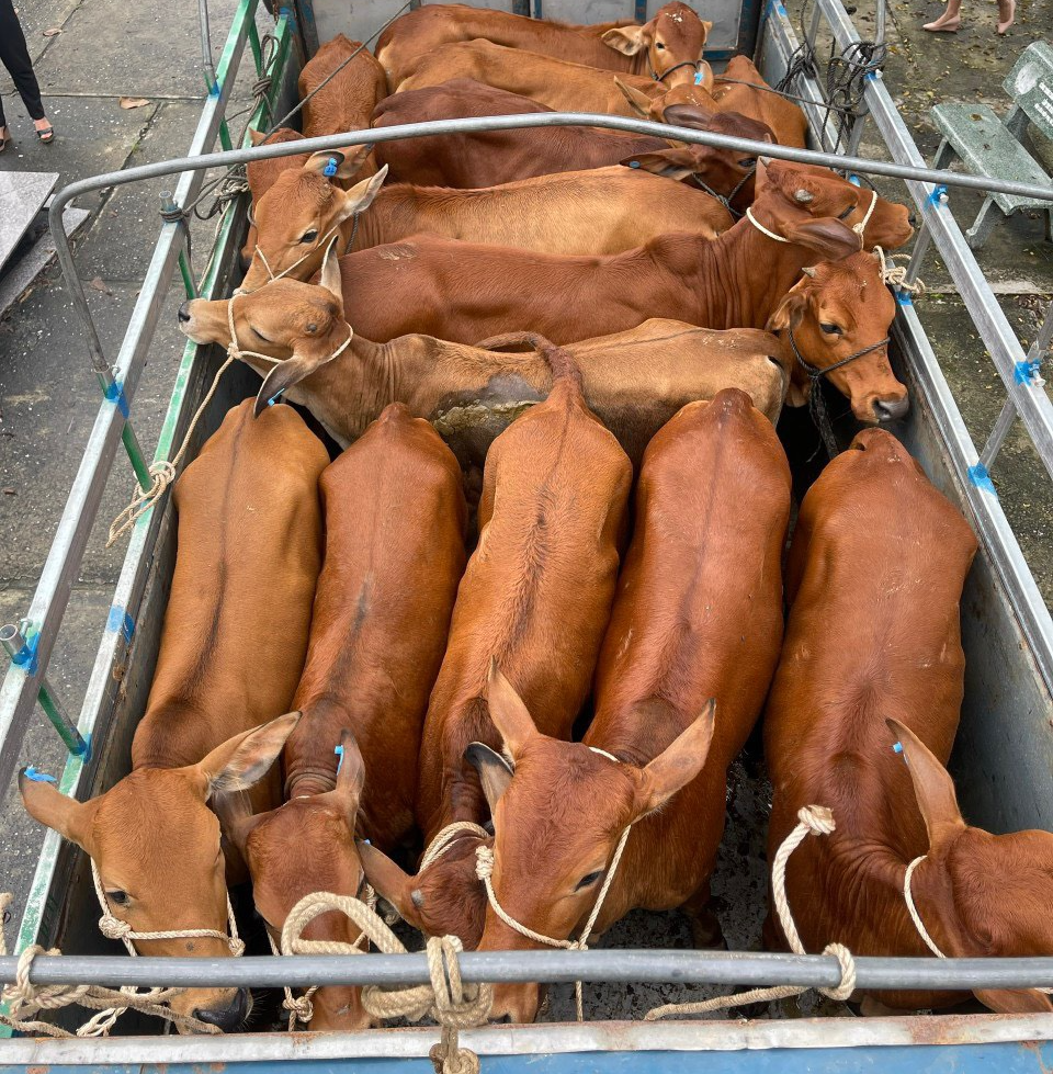 Công ty Du lịch sinh thái Cồn Bắp trao tặng 400 triệu đồng mua bò giống cho các gia đình khó khăn tại xã Cẩm Thanh, TP.Hội An