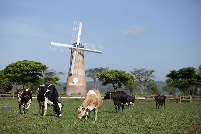 Vinamilk xuất khẩu sữa tươi organic đi Trung Quốc 4