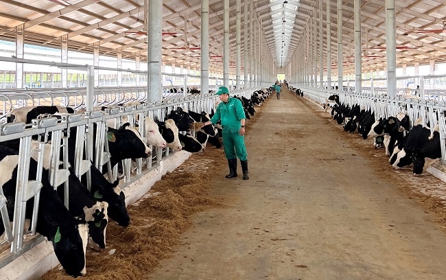 Vinamilk nhập 1.000 bò sữa HF từ Mỹ về tổ hợp trang trại tại Lào 4