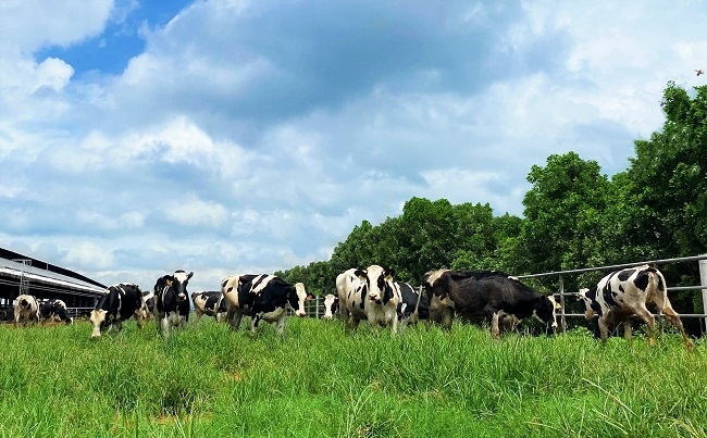 Vinamilk tiếp nhận thành công hơn 1.500 bò sữa nhập từ Mỹ về các trang trại Green Farm 4